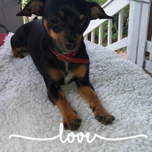 Meet your Posher, Debbie